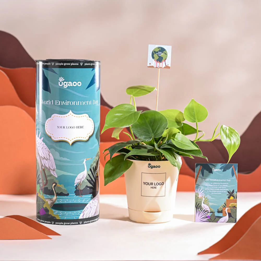 Philodendron Oxycardium Green Plant For Environment Day Gifting - Image 2