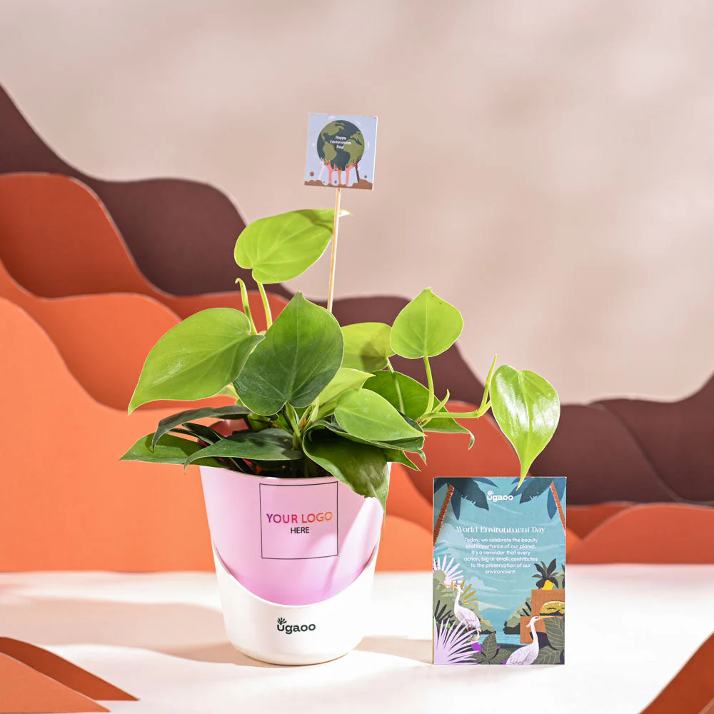 Philodendron Oxycardium Green Plant For Environment Day Gifting - Image 26
