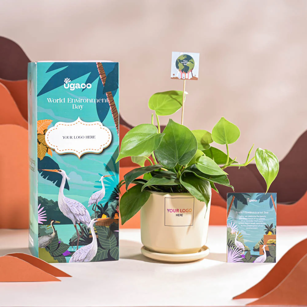 Philodendron Oxycardium Green Plant For Environment Day Gifting - Image 49