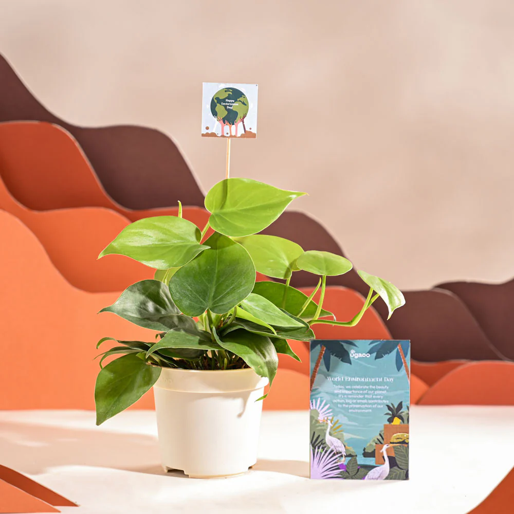Philodendron Oxycardium Green Plant For Environment Day Gifting - Image 62