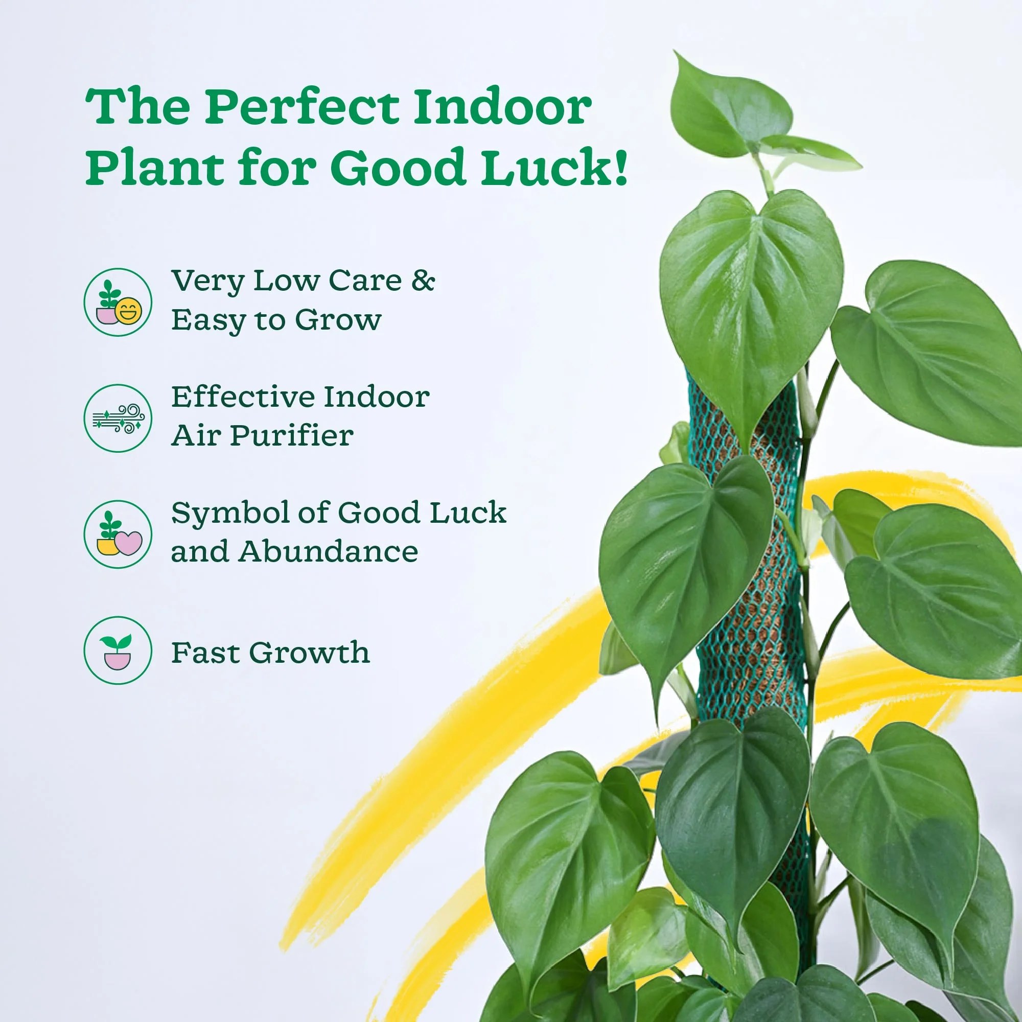 Philodendron Oxycardium Green Plant with Moss Stick - Image 3