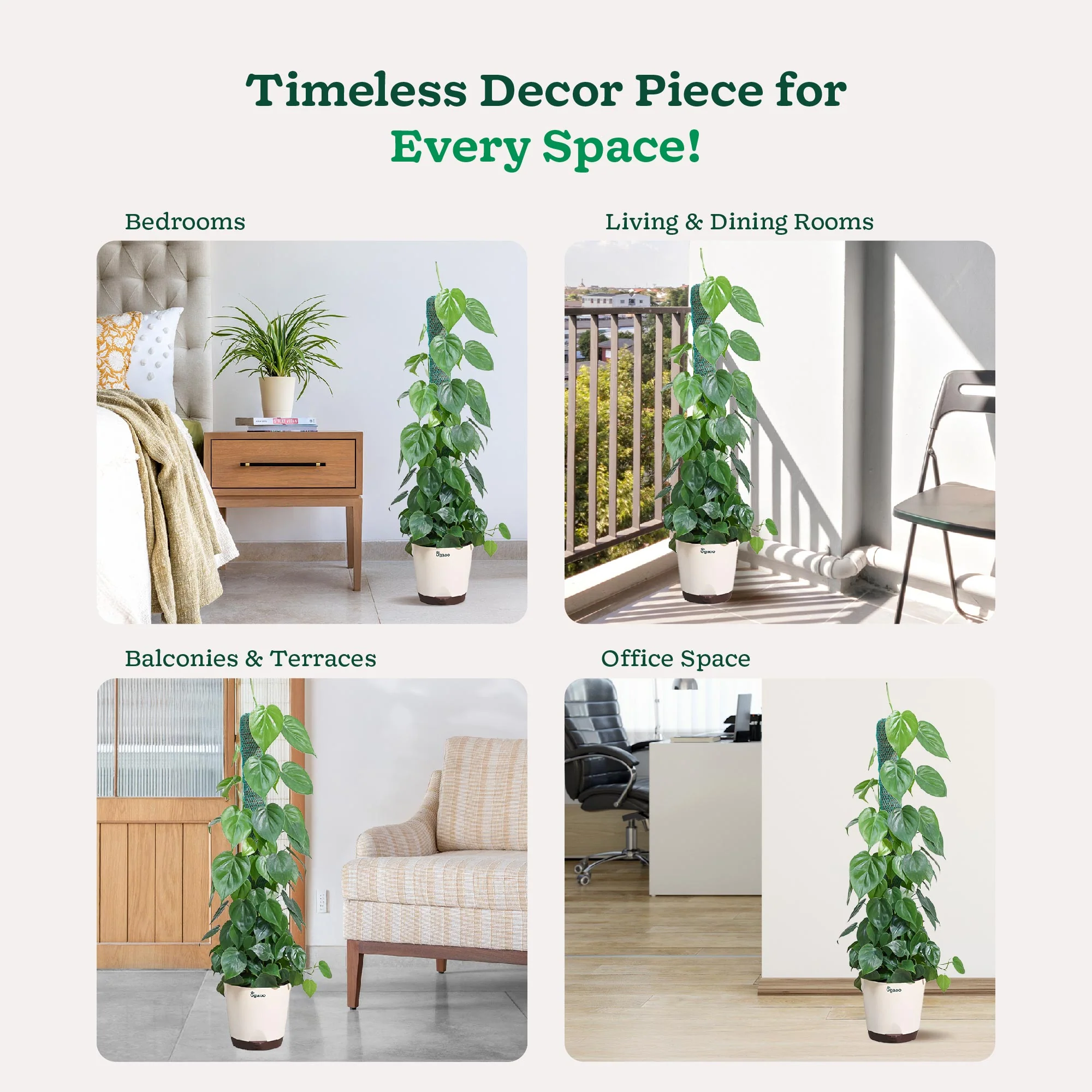 Philodendron Oxycardium Green Plant with Moss Stick - Image 4
