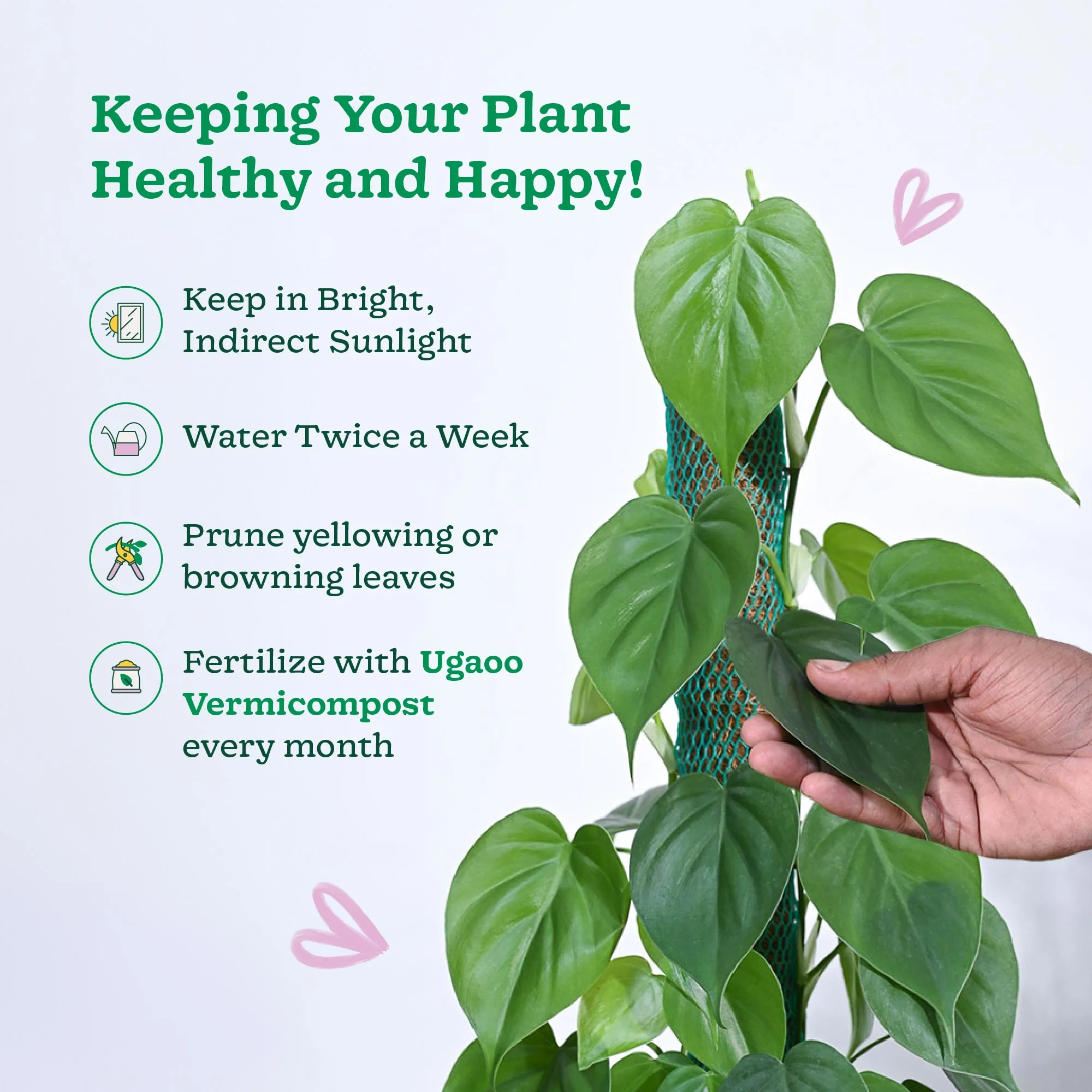Philodendron Oxycardium Green Plant with Moss Stick - Image 5