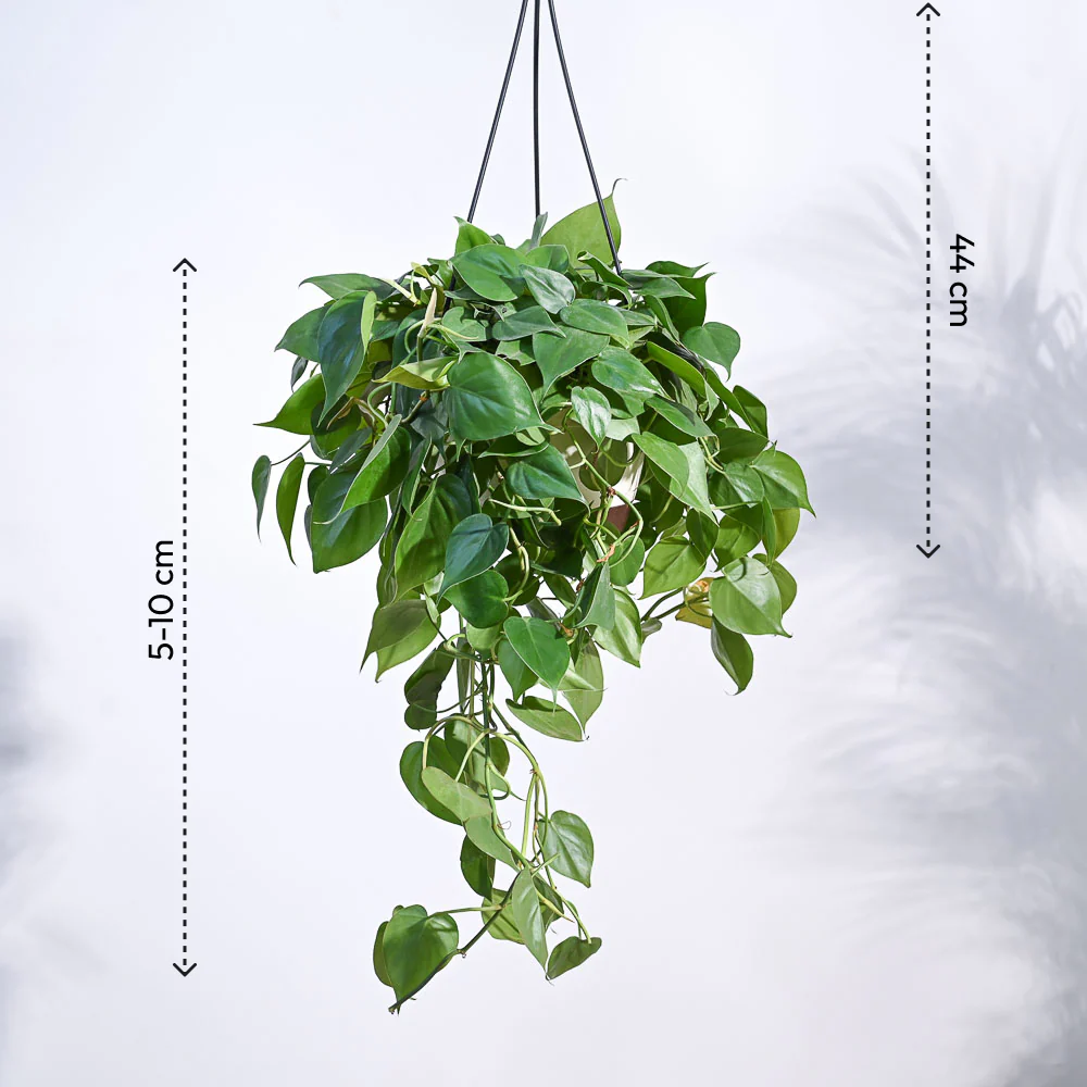 Philodendron Oxycardium Green With Hanging Pot - Image 4