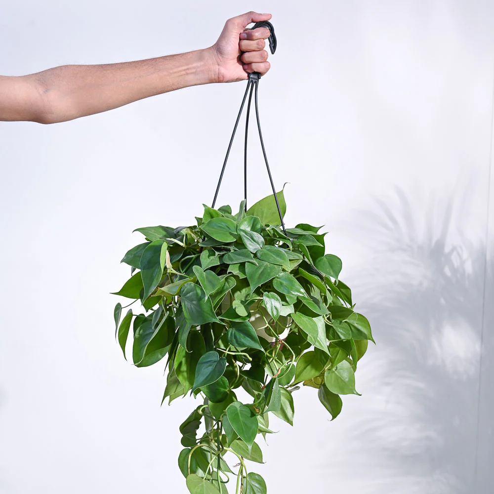 Philodendron Oxycardium Green With Hanging Pot - Image 5