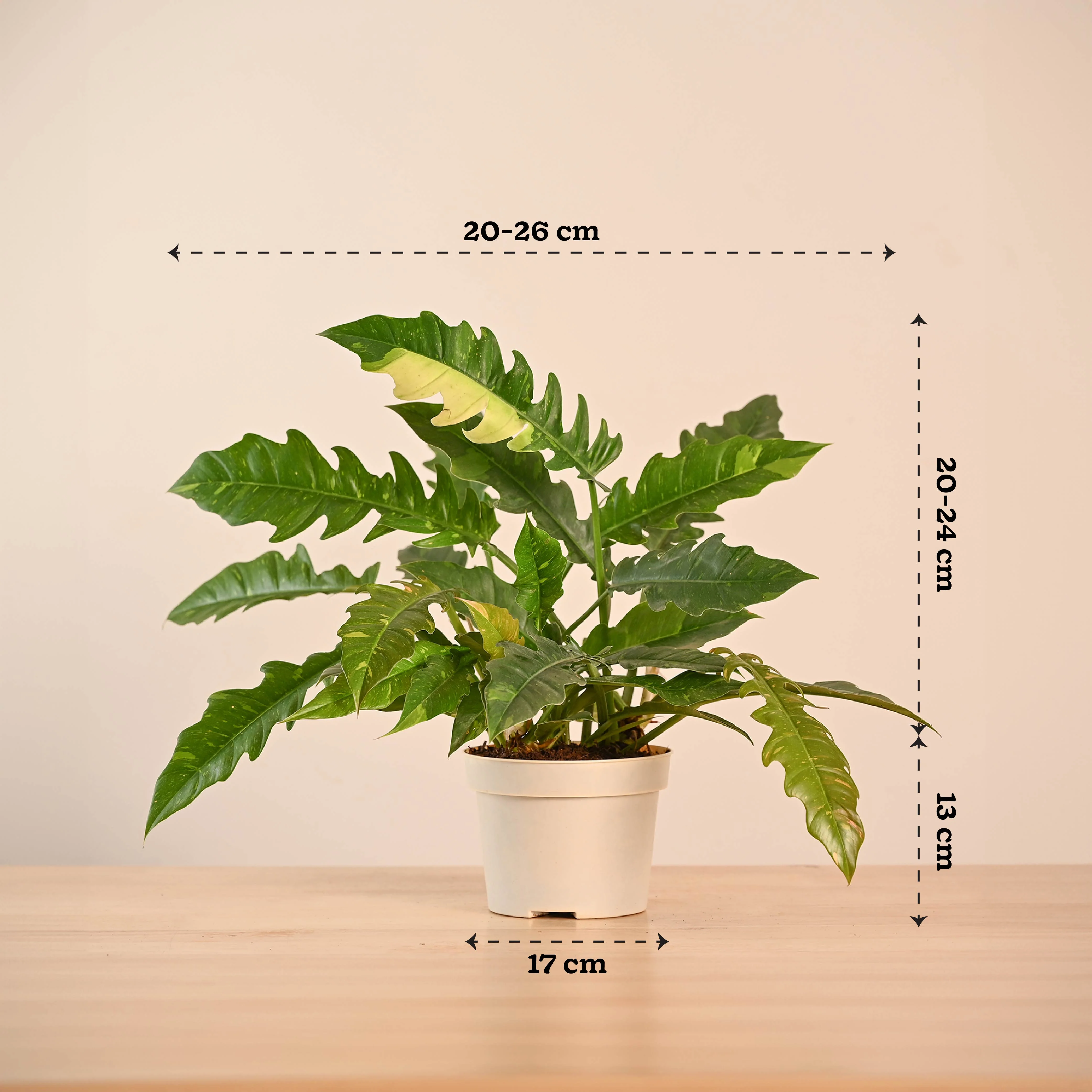 Philodendron Ring of Fire Variegated - Image 3