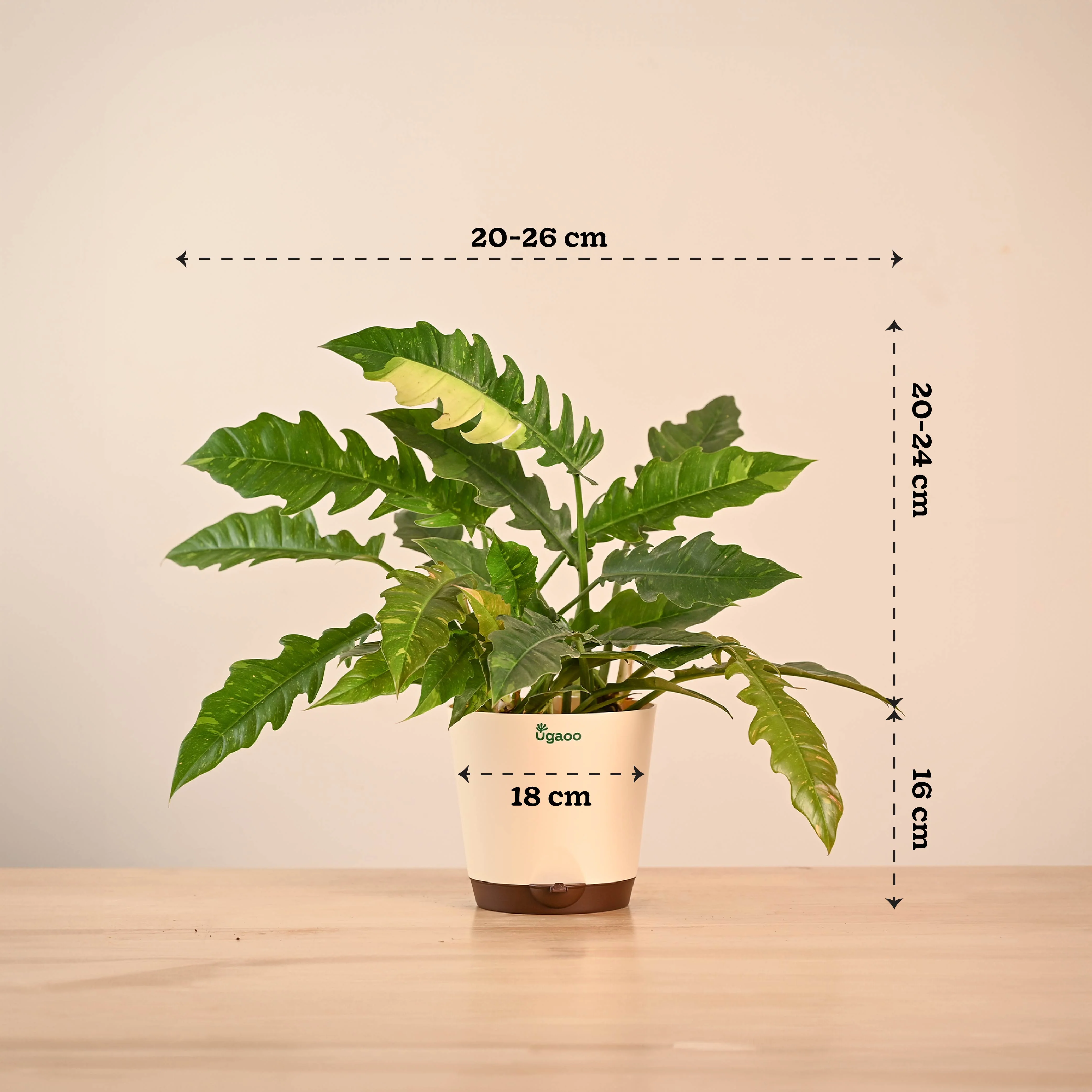 Philodendron Ring of Fire Variegated - Image 34