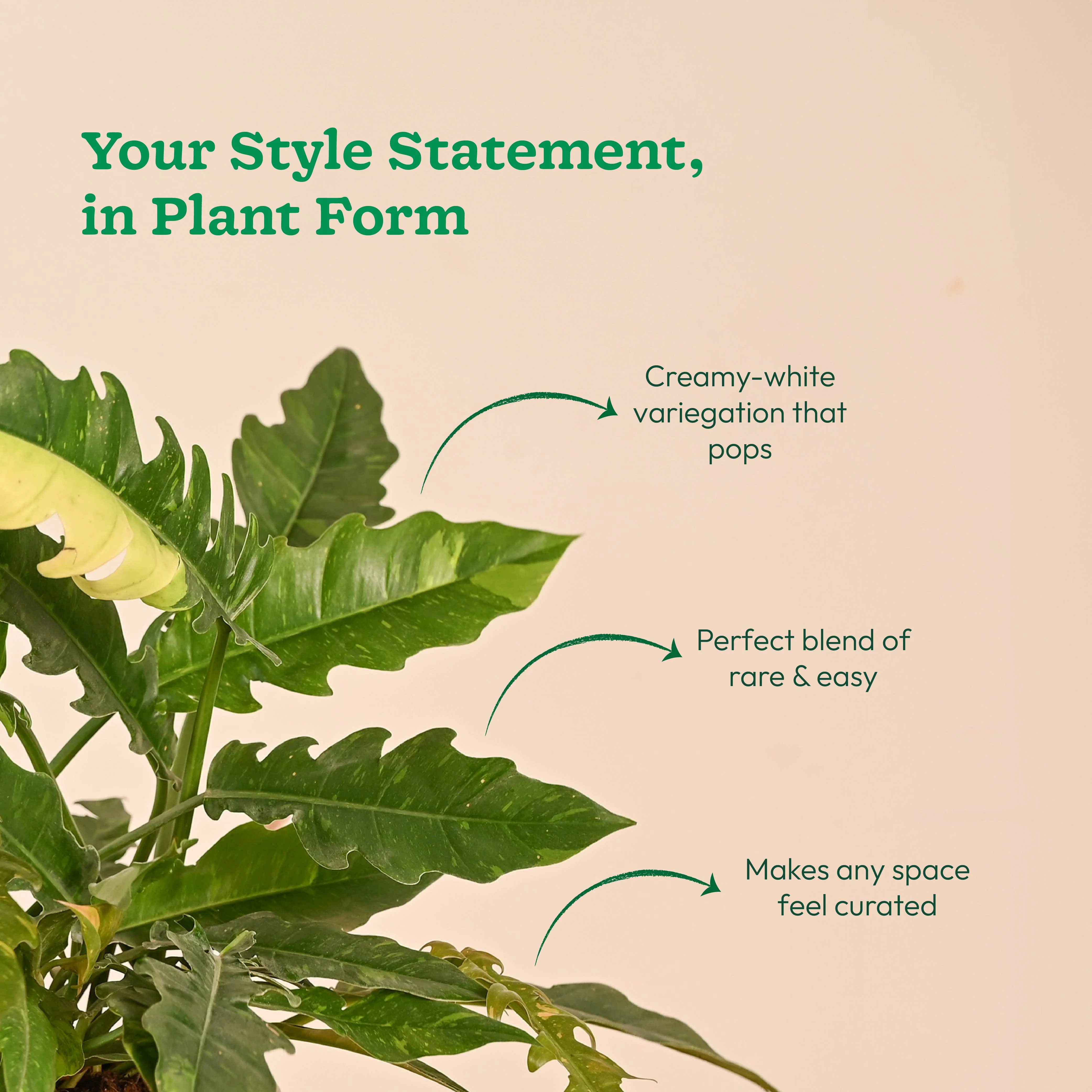Philodendron Ring of Fire Variegated - Image 43