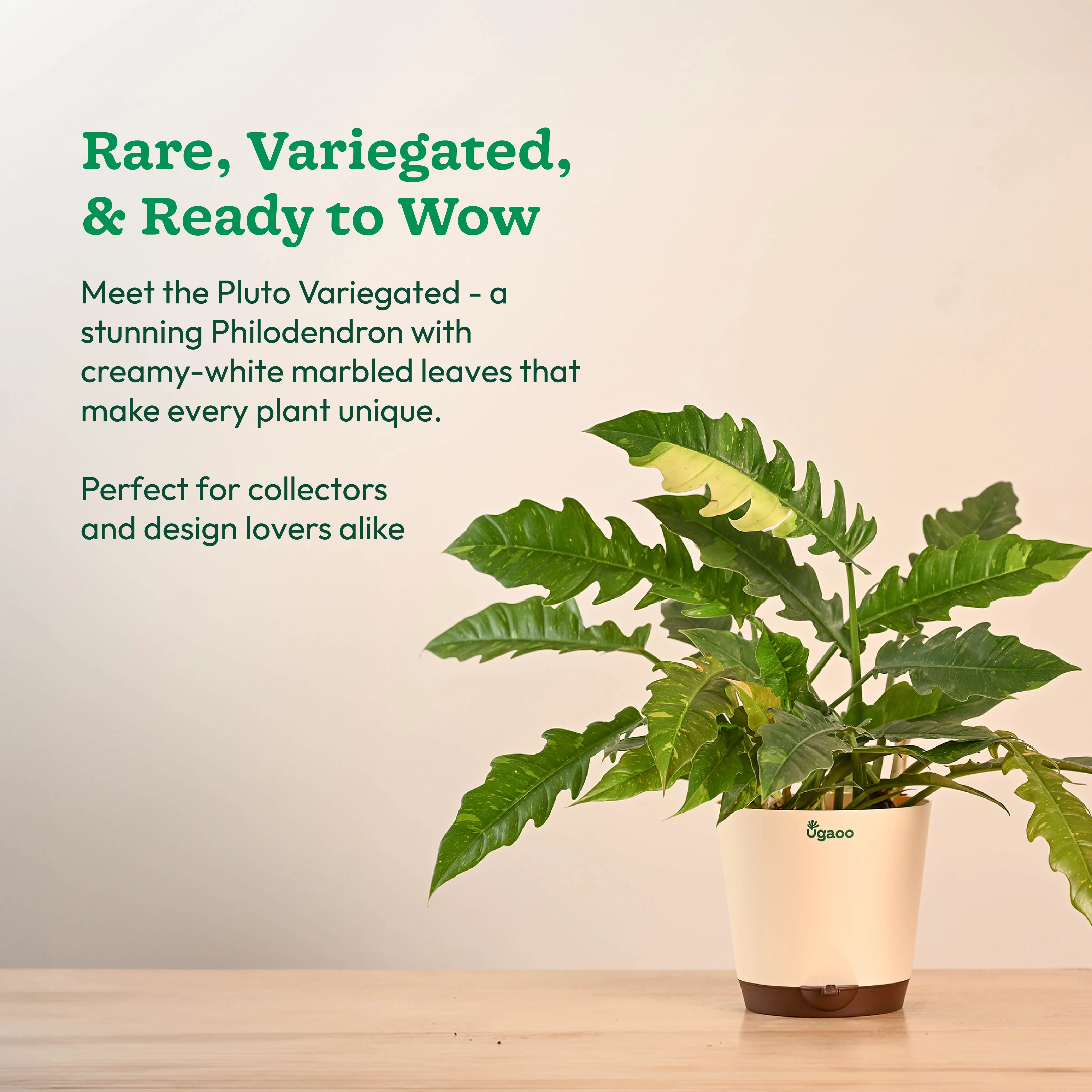 Philodendron Ring of Fire Variegated - Image 7
