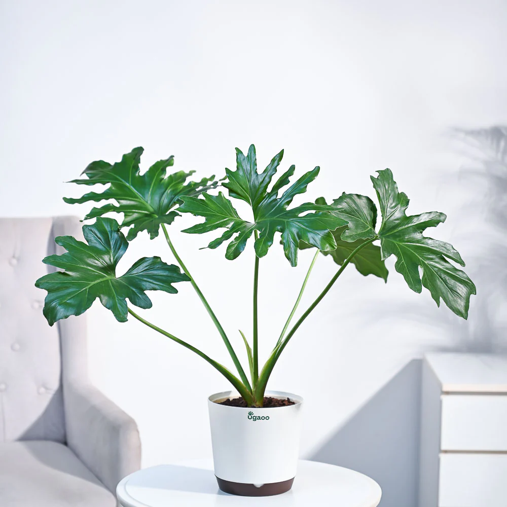 Philodendron Selloum Green Plant - Image 11