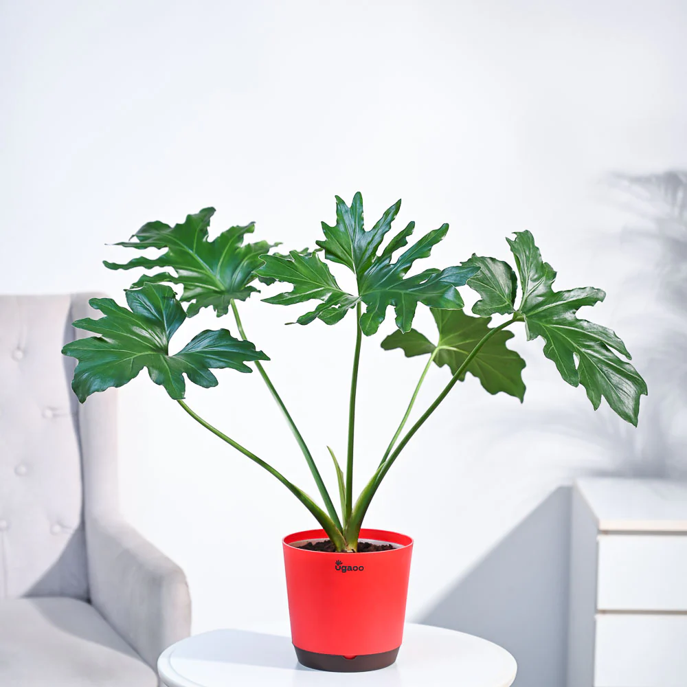 Philodendron Selloum Green Plant - Image 25