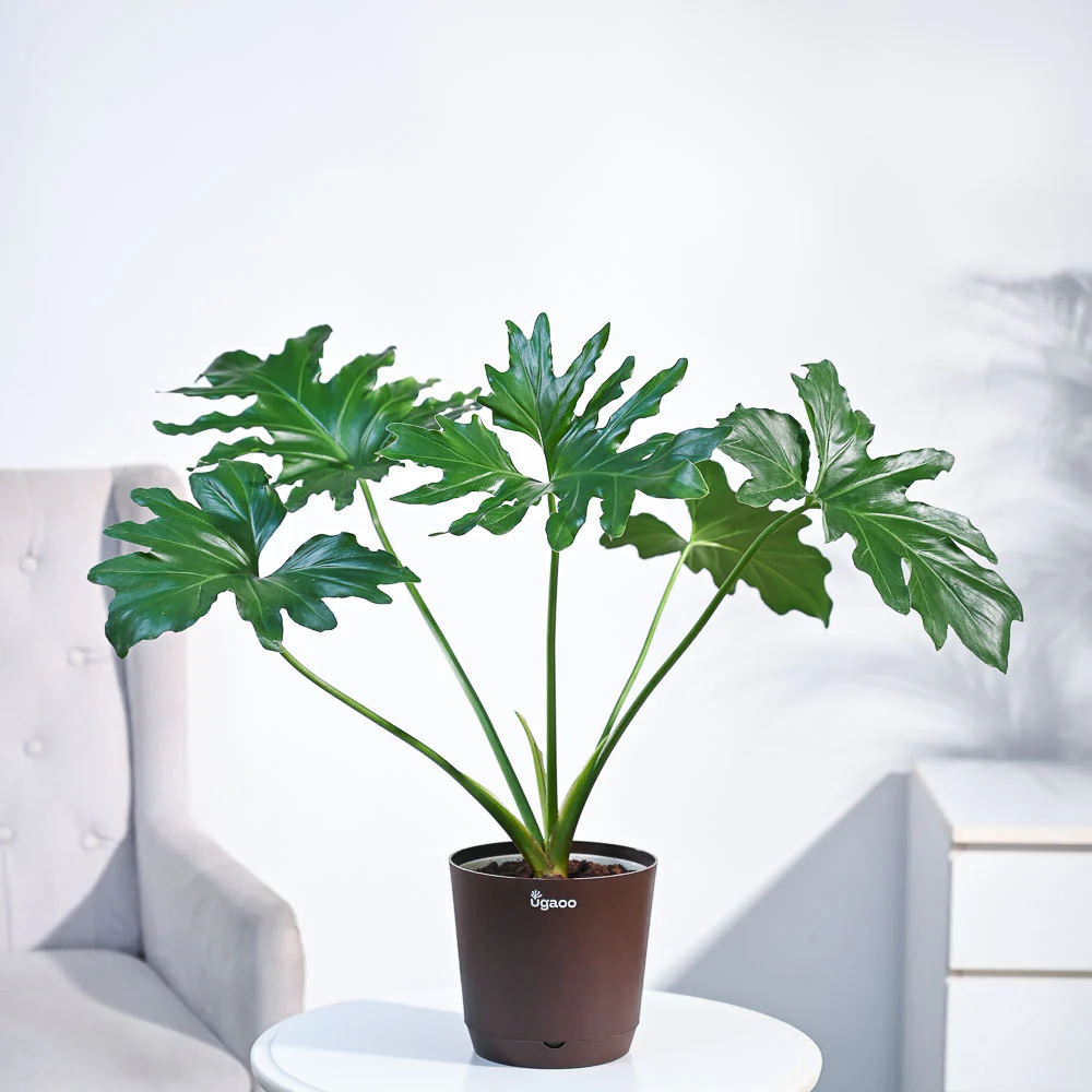 Philodendron Selloum Green Plant - Image 30