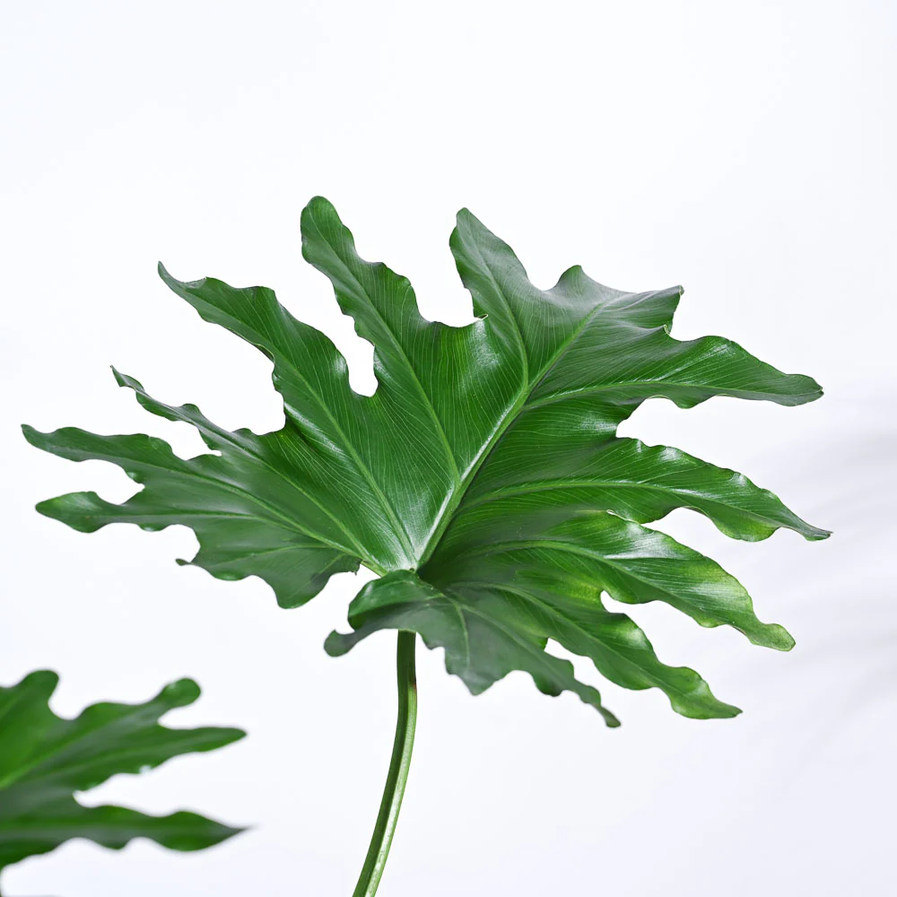 Philodendron Selloum Green Plant - Image 32
