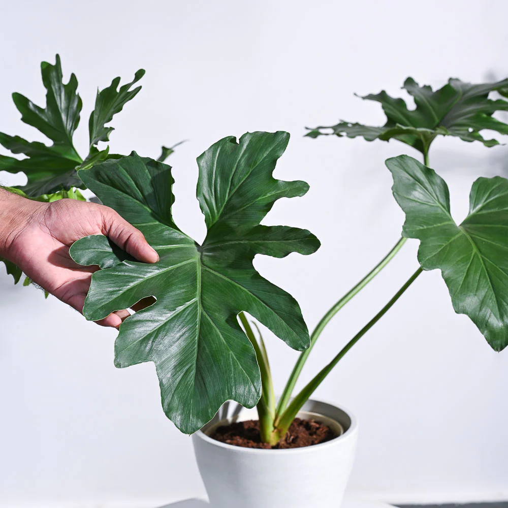 Philodendron Selloum Green Plant - Image 33