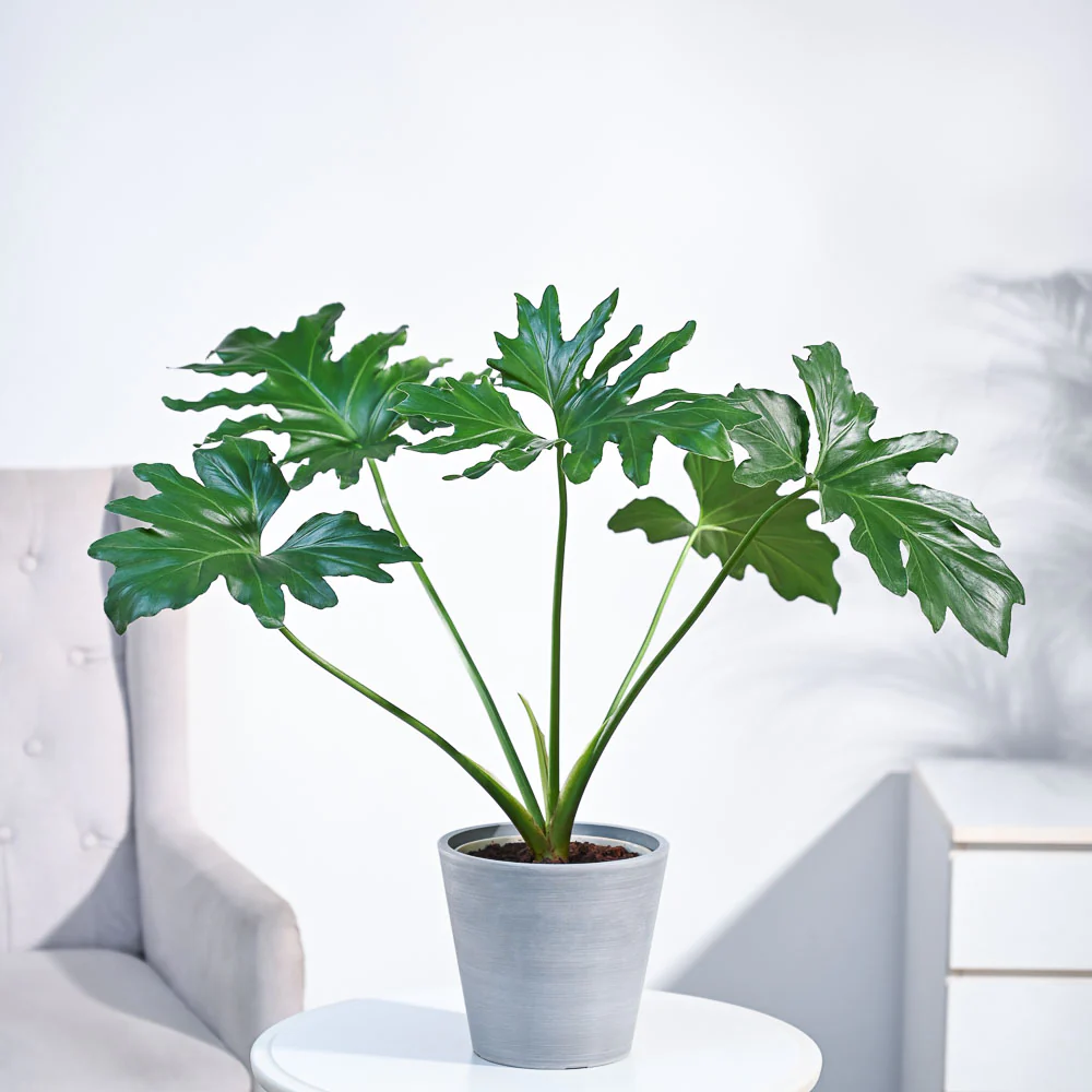 Philodendron Selloum Green Plant - Image 40