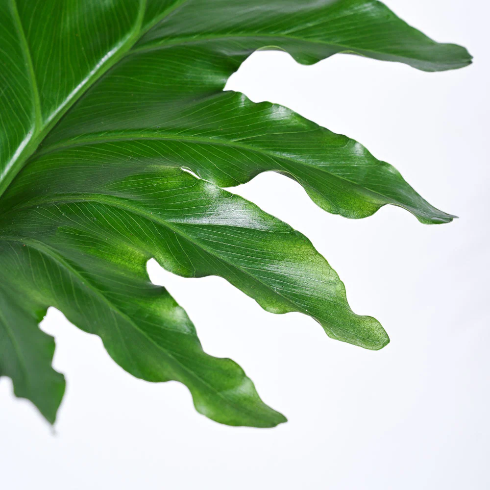 Philodendron Selloum Green Plant - Image 55