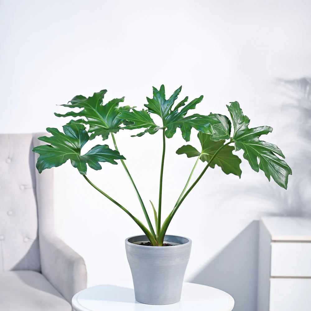 Philodendron Selloum Green Plant - Image 56