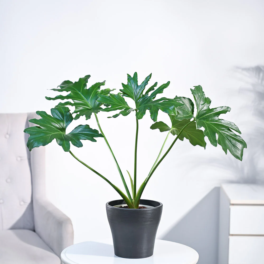 Philodendron Selloum Green Plant - Image 61
