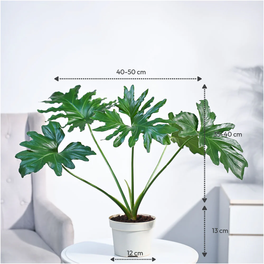 Philodendron Selloum Green Plant - Image 64