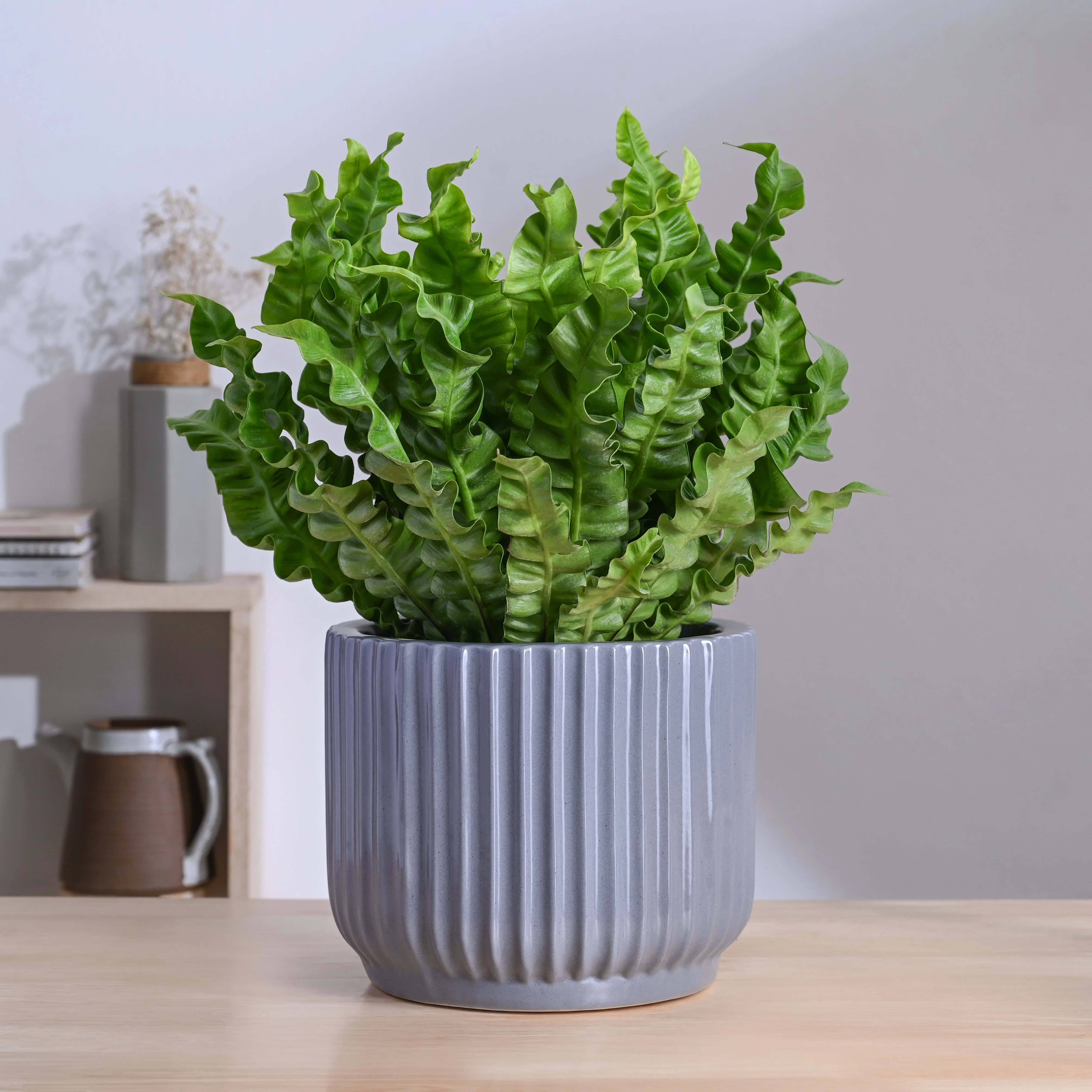 Phoenix Ceramic Pot (9.5 Inch Diameter)