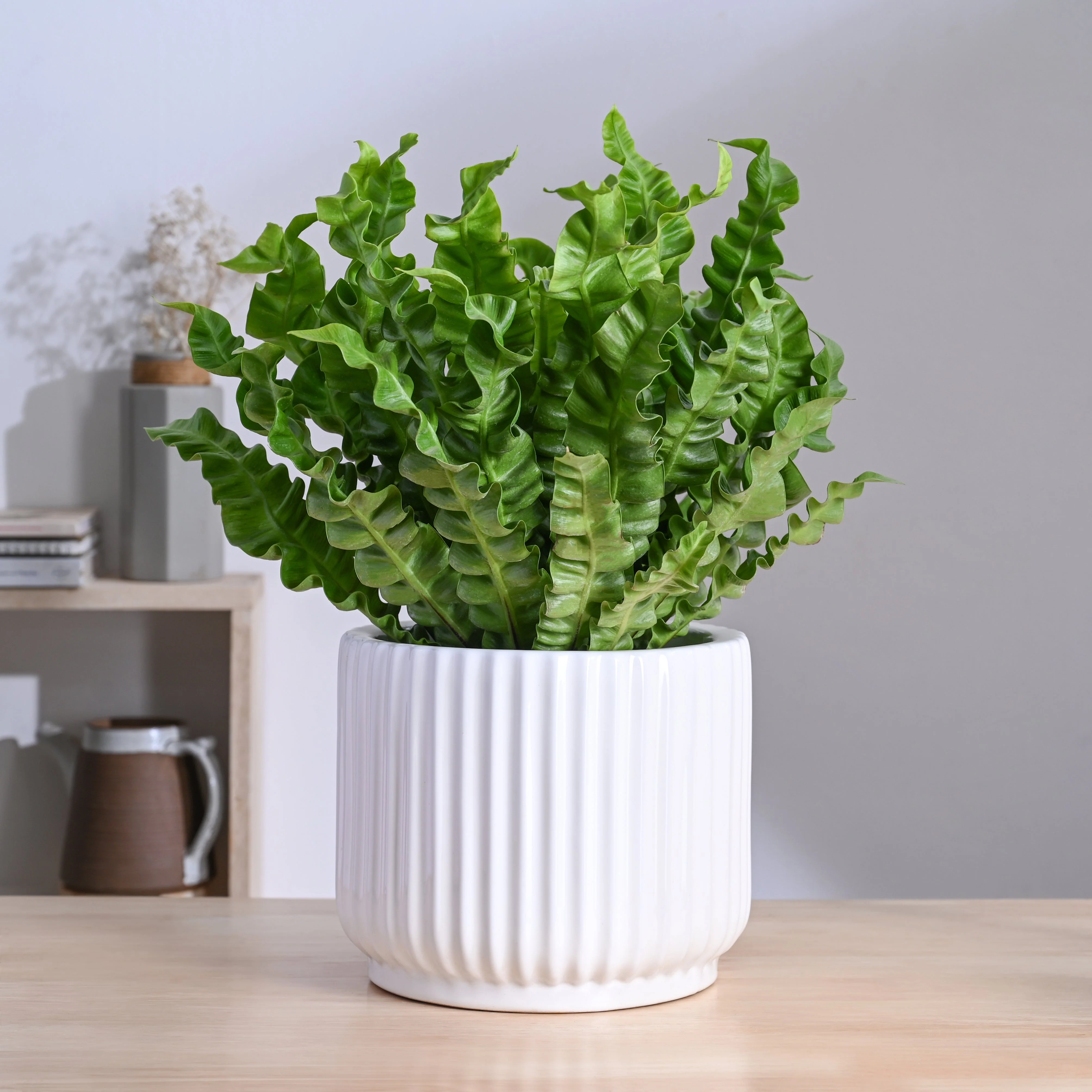 Phoenix Ceramic Pot (9.5 Inch Diameter) - Image 9
