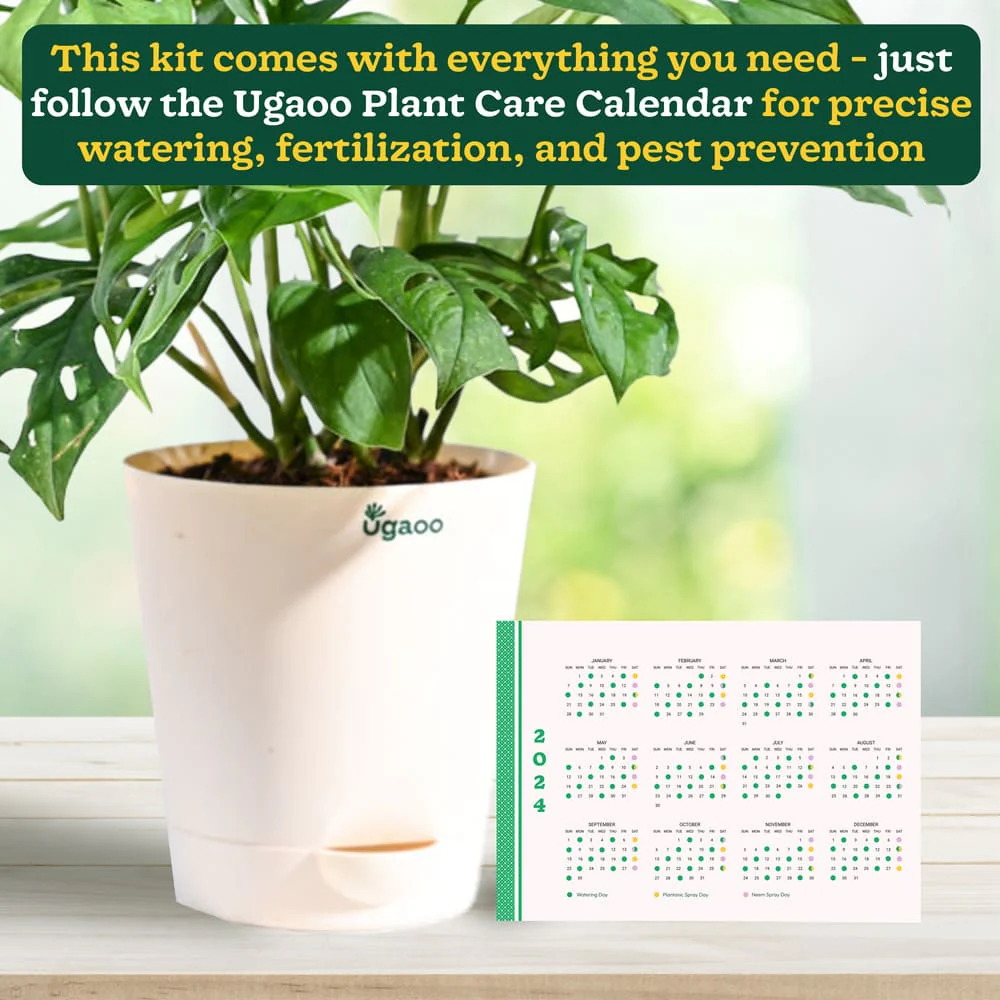 Plant Beginners Kit with Broken Heart Plant - Image 4