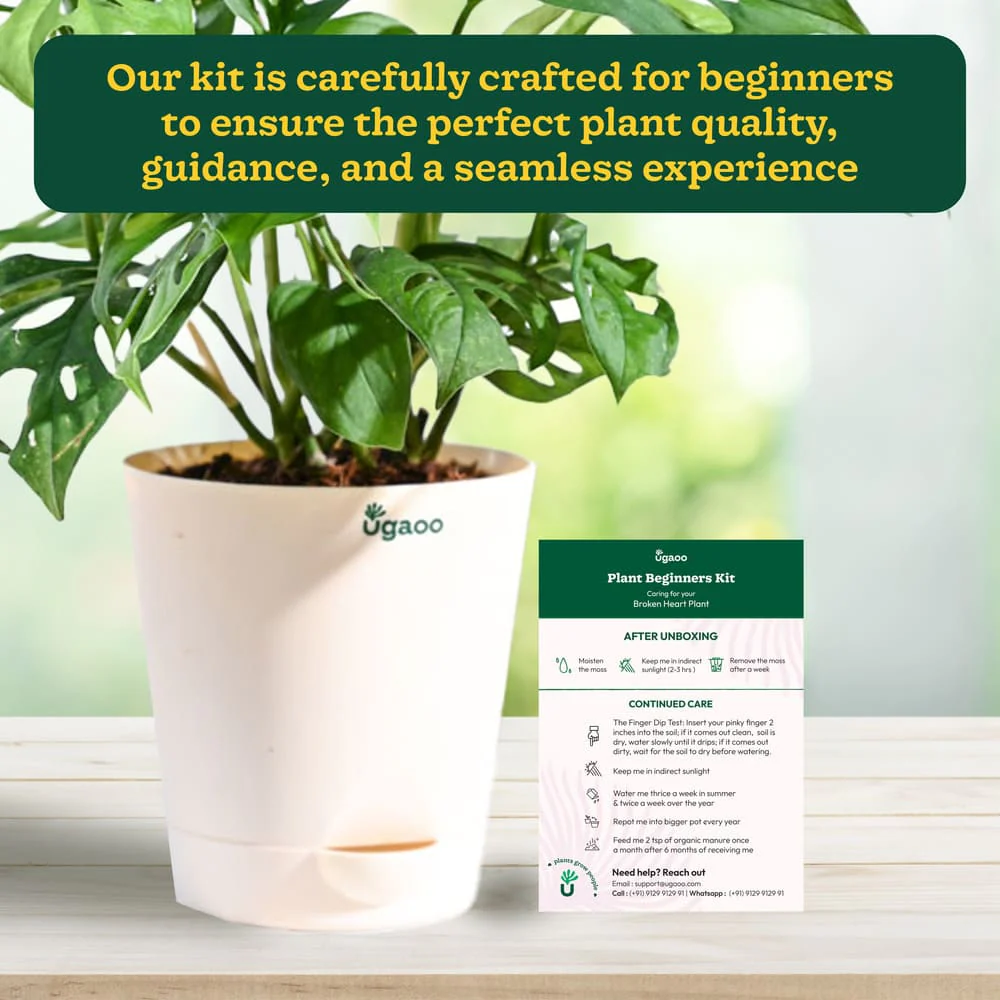 Plant Beginners Kit with Broken Heart Plant - Image 5