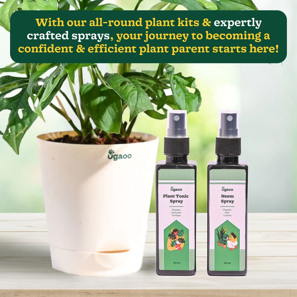 Plant Beginners Kit with Broken Heart Plant - Image 6