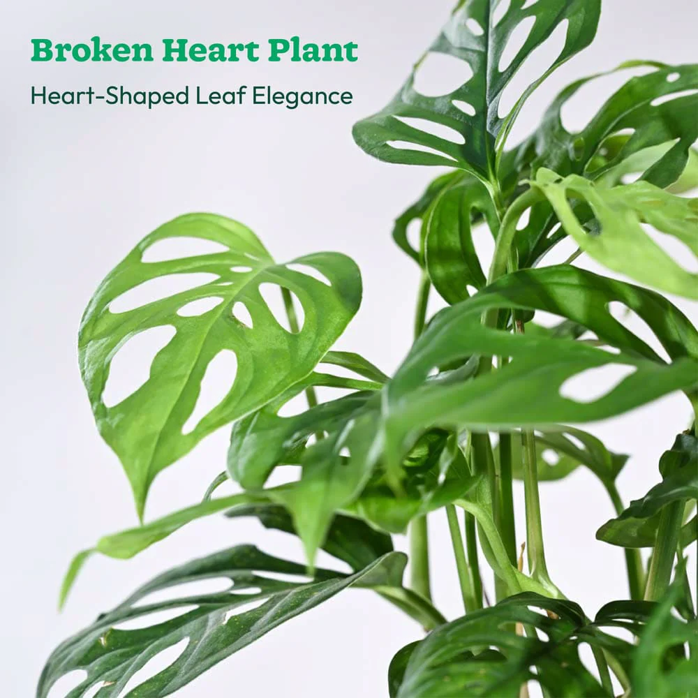 Plant Beginners Kit with Broken Heart Plant - Image 7