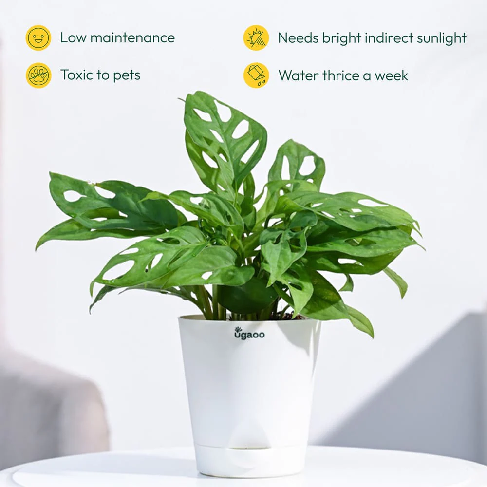 Plant Beginners Kit with Broken Heart Plant - Image 8