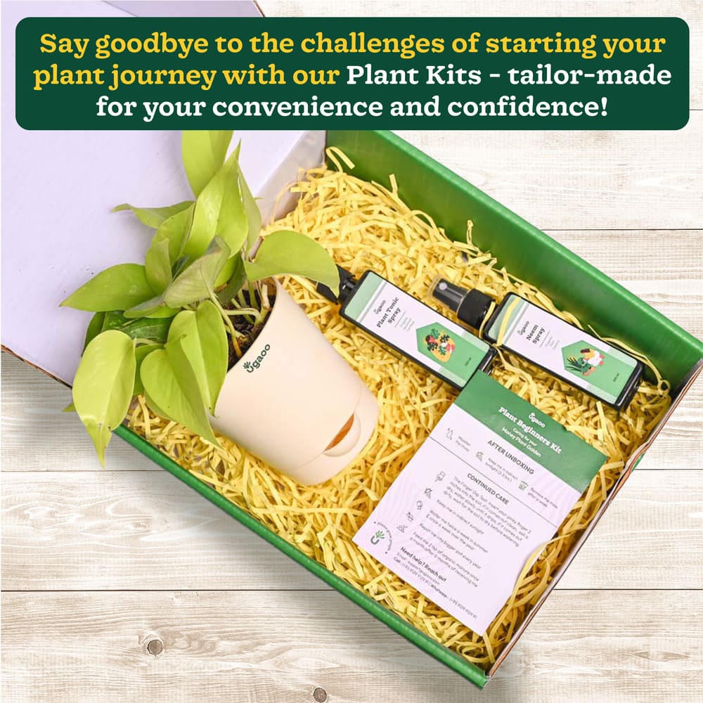 Plant Beginners Kit with Money Plant Golden - Image 2