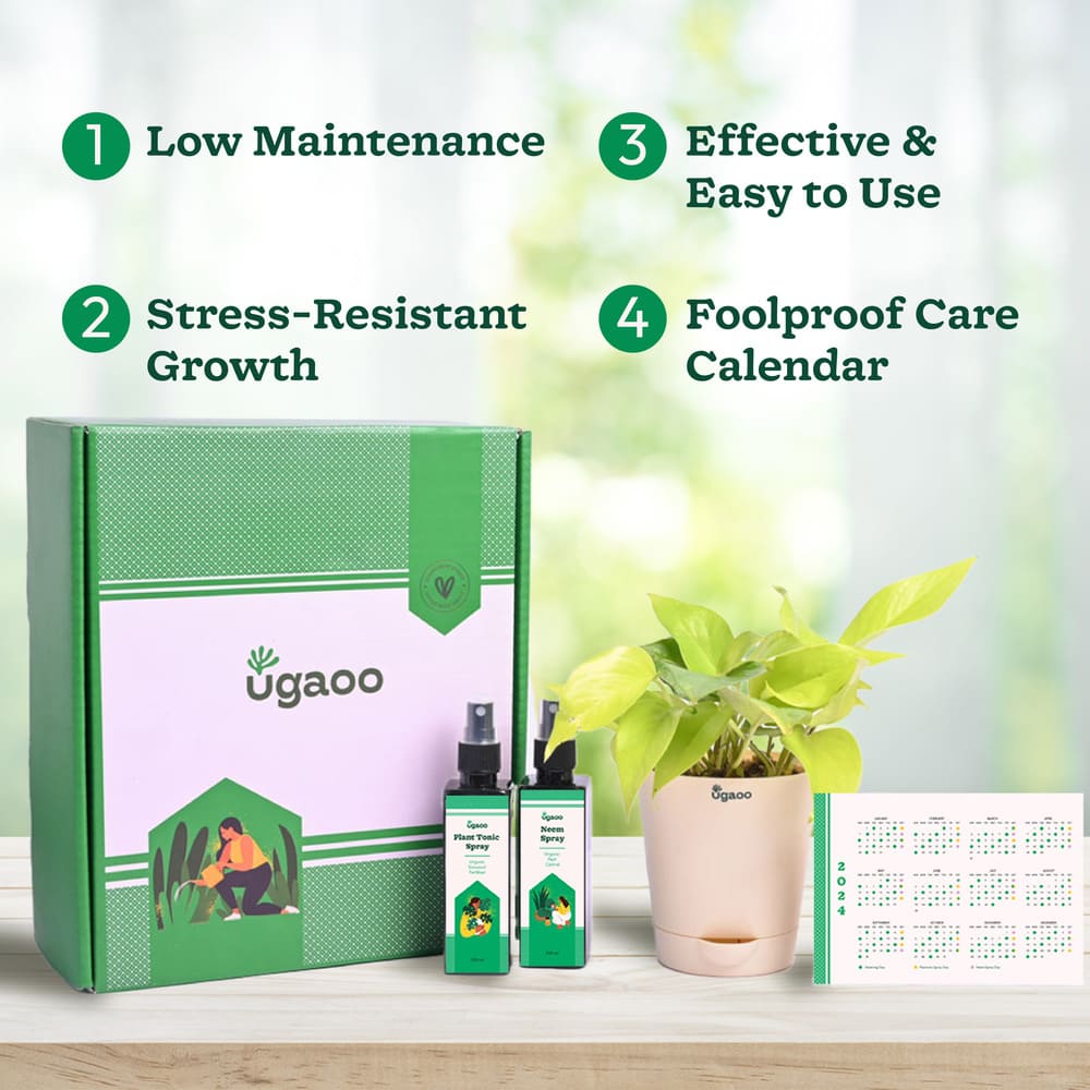 Plant Beginners Kit with Money Plant Golden - Image 3