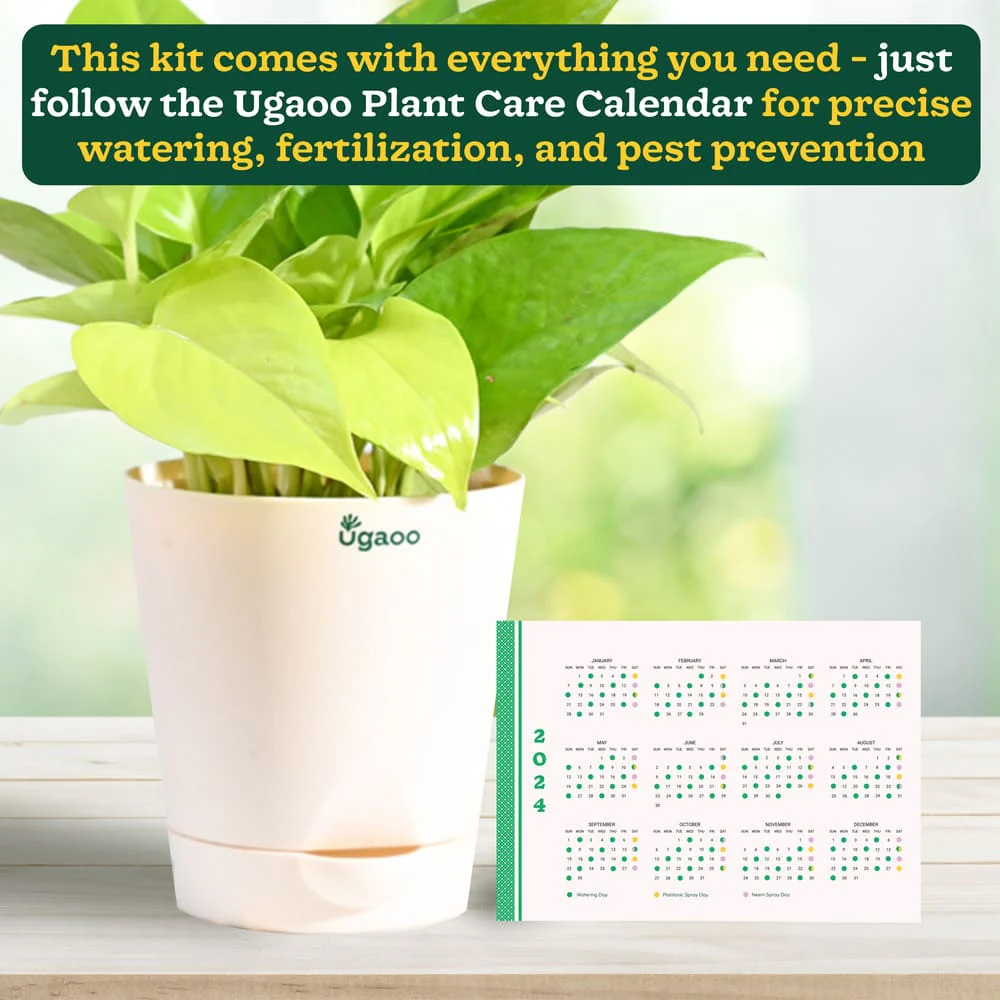 Plant Beginners Kit with Money Plant Golden - Image 4