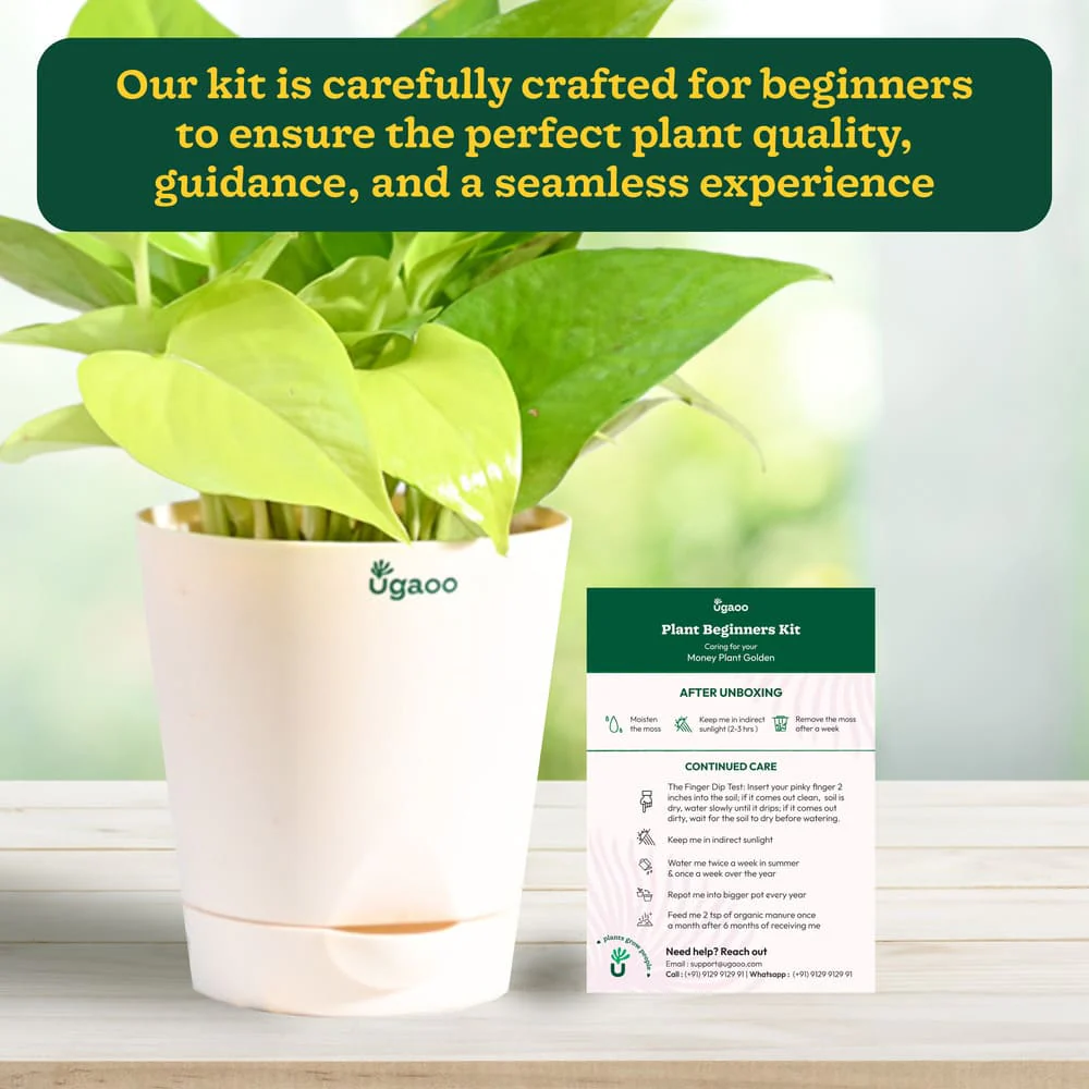 Plant Beginners Kit with Money Plant Golden - Image 5
