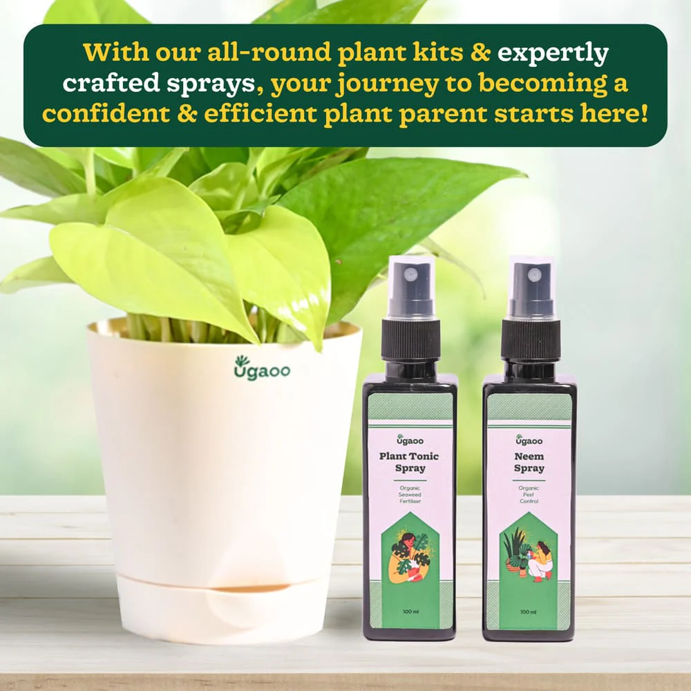 Plant Beginners Kit with Money Plant Golden - Image 6