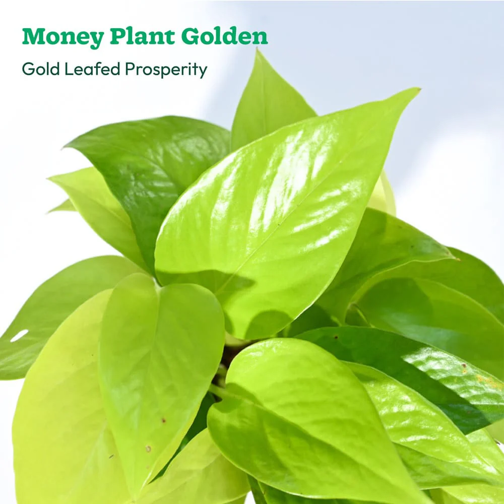 Plant Beginners Kit with Money Plant Golden - Image 7