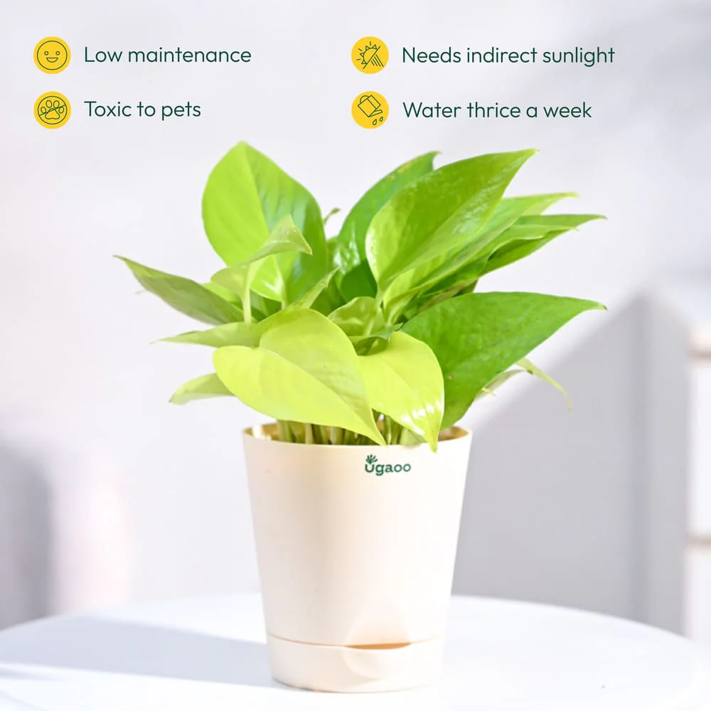 Plant Beginners Kit with Money Plant Golden - Image 8