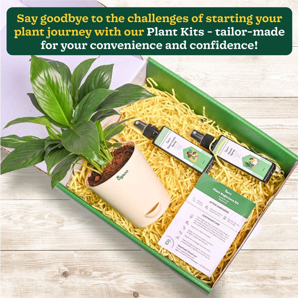 Plant Beginners Kit with Peace Lily Plant - Image 2