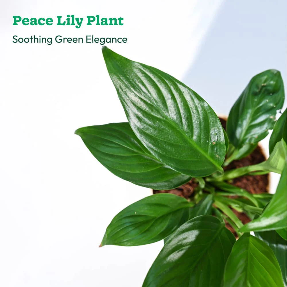 Plant Beginners Kit with Peace Lily Plant - Image 7