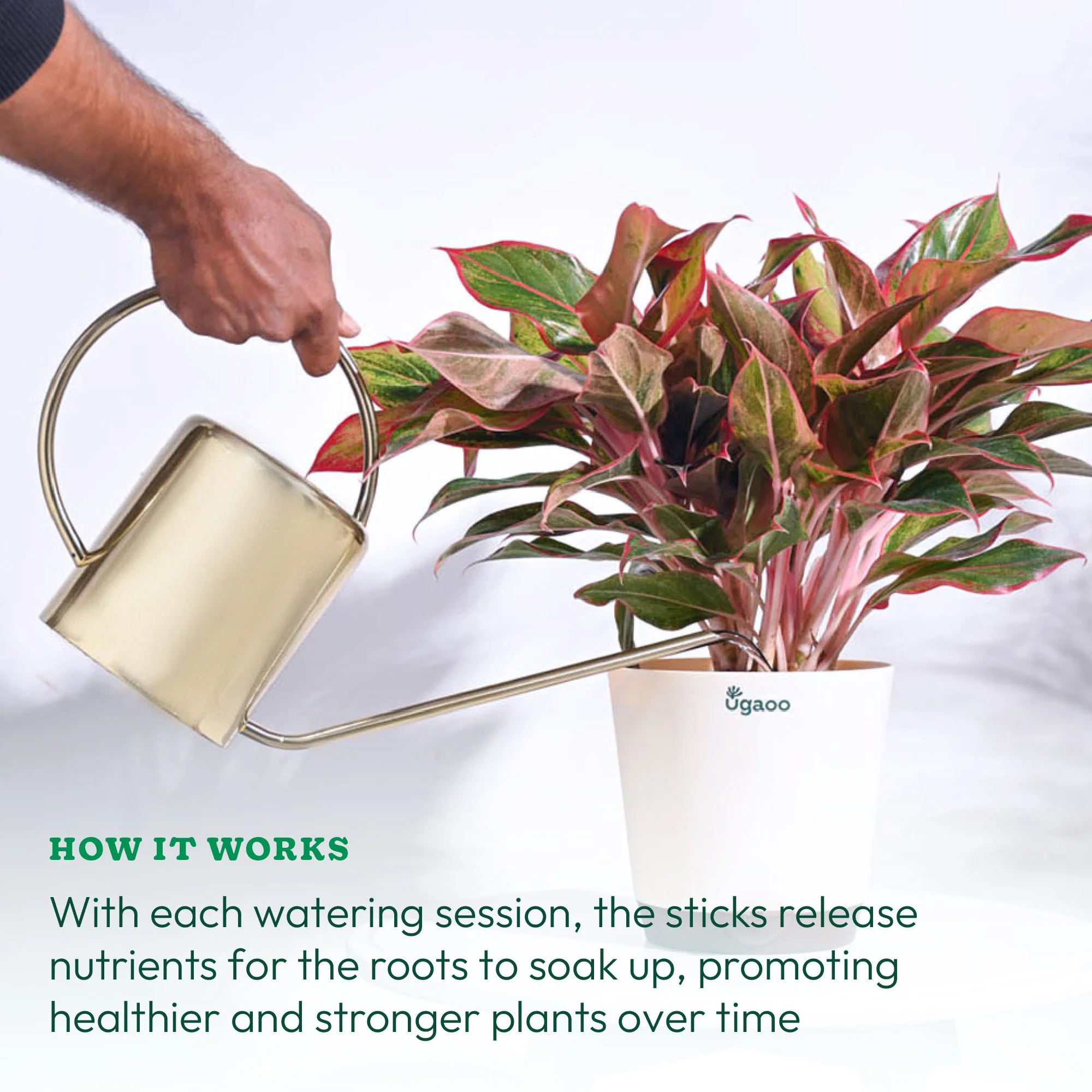 Plant Food Fertilizer Bloom Sticks For Flowering Plants - Image 6