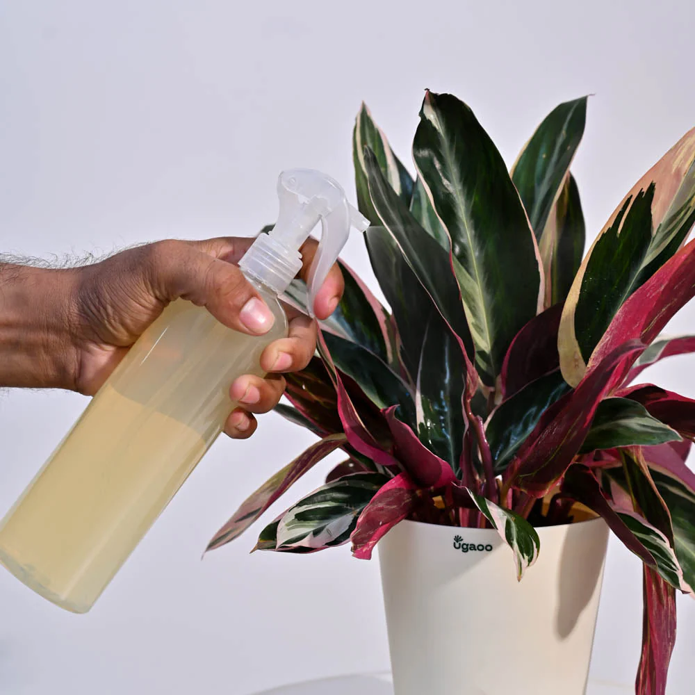 Leafresh Plant Shampoo - 100ml - Image 3