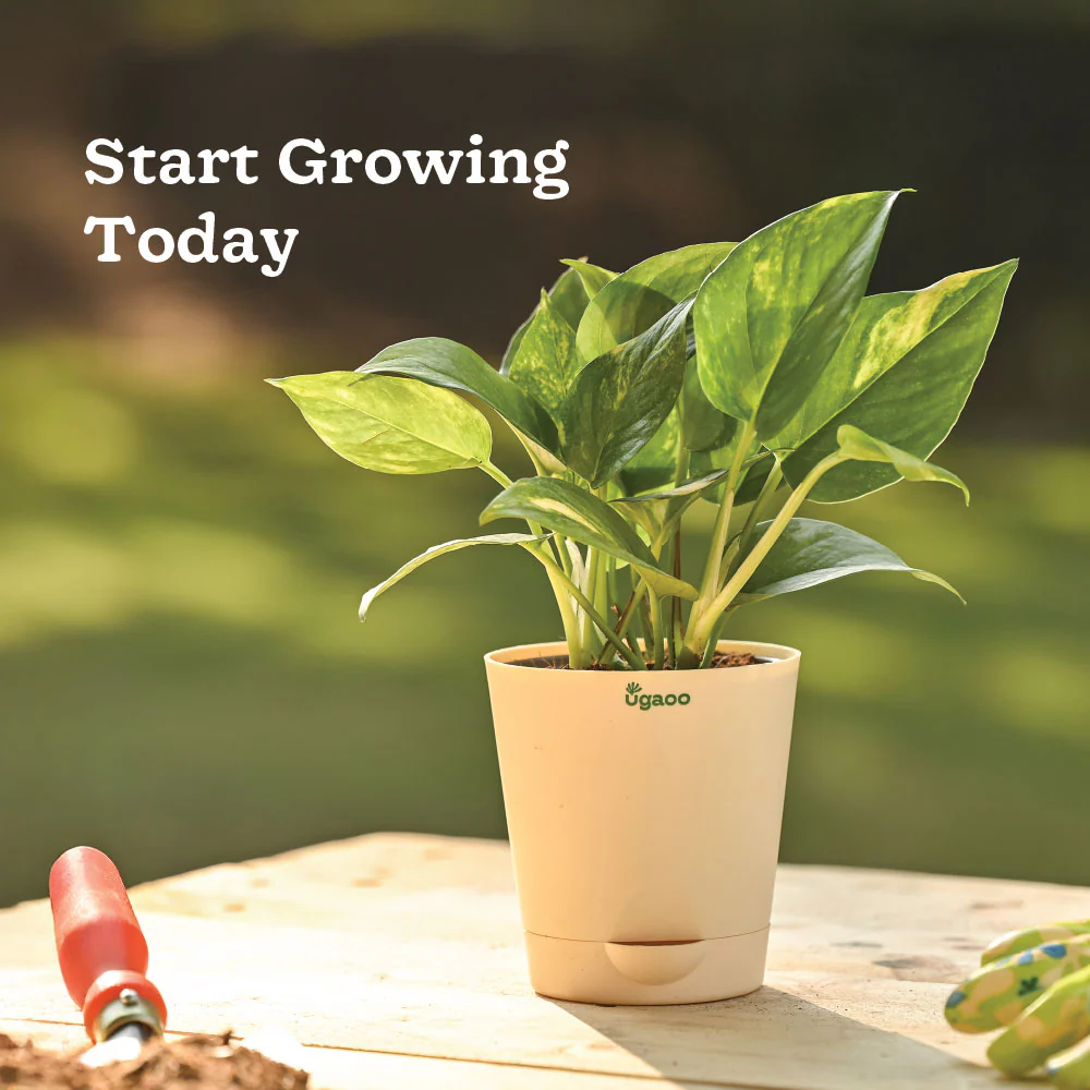 Plant Starter Kit - Image 10