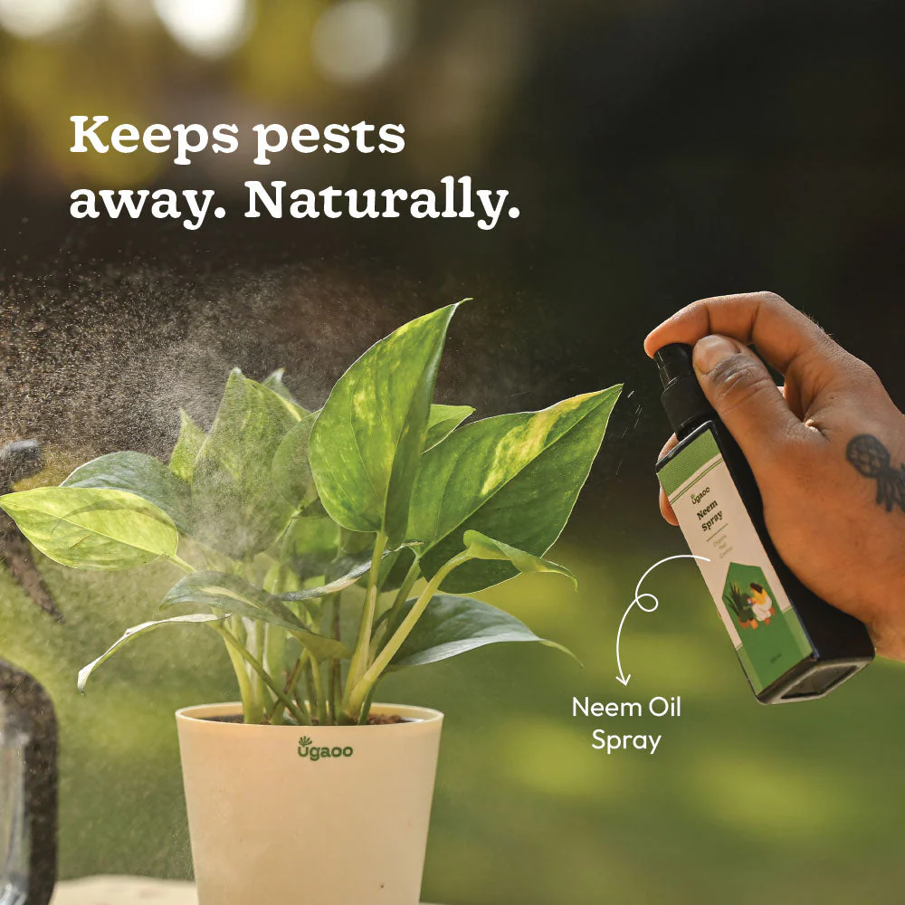 Plant Starter Kit - Image 6