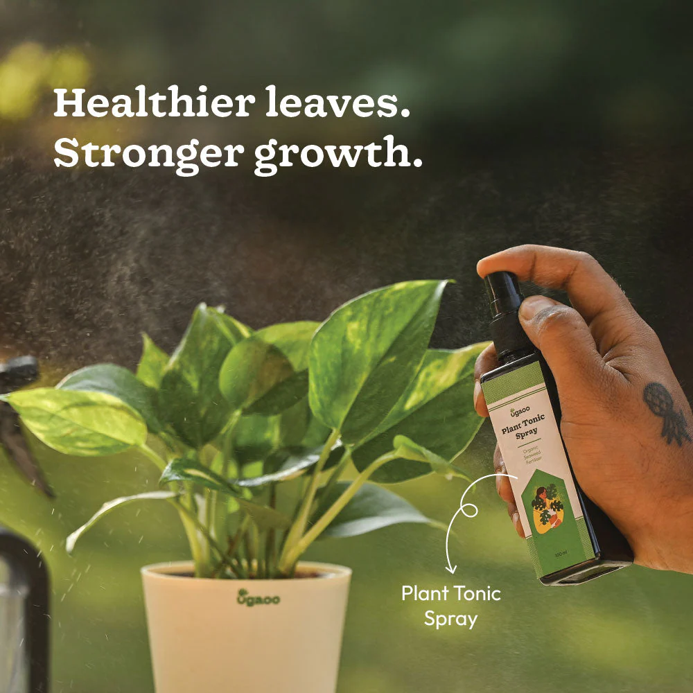 Plant Starter Kit - Image 7