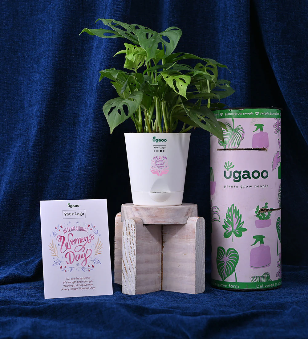Plant with Crunch & Crisps For Women's Day - Image 2