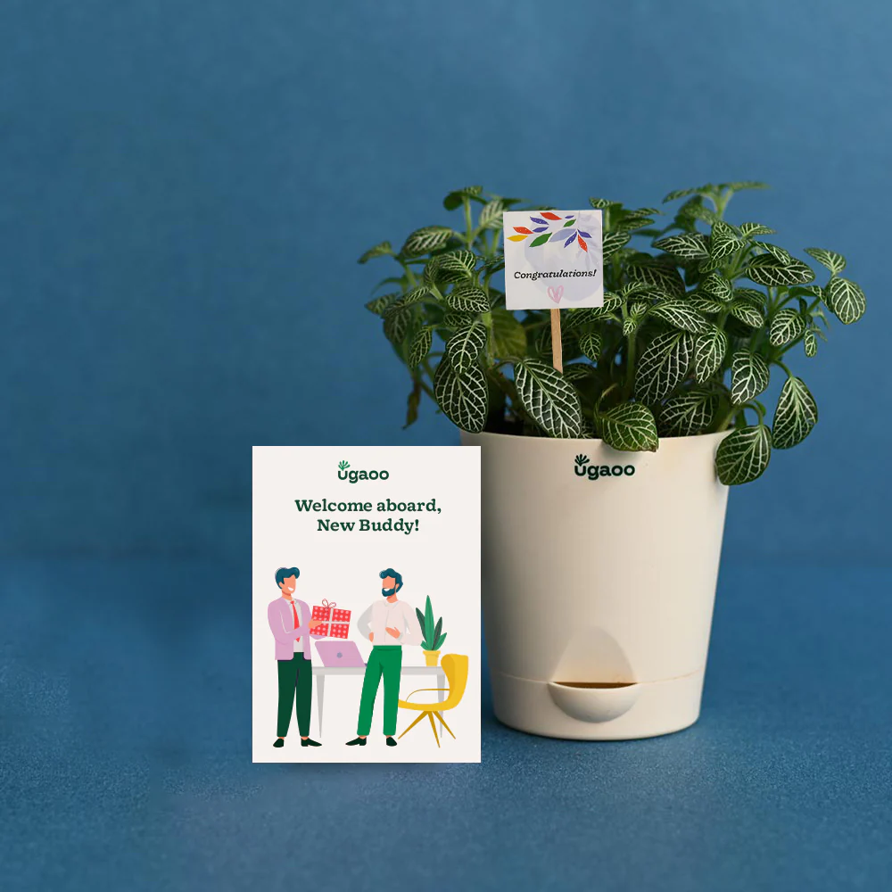 Plant with Plantable Calendar For Employee - Image 2
