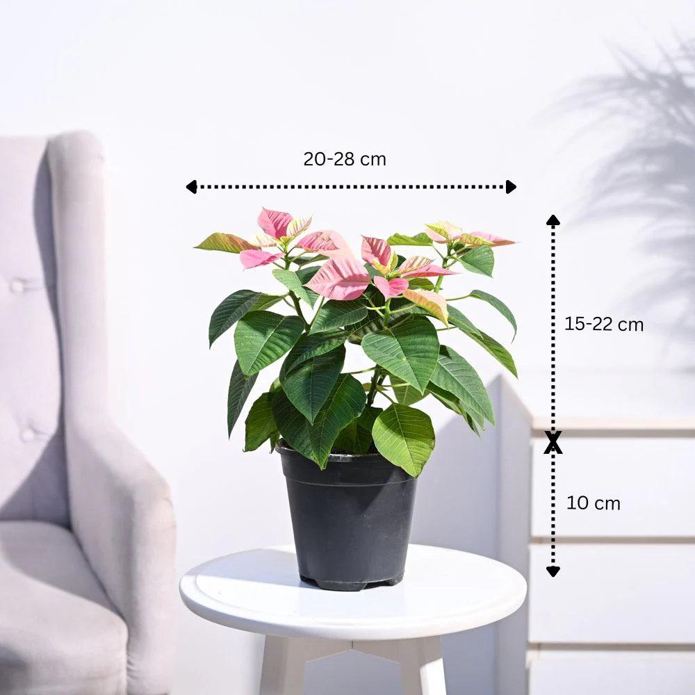 Poinsettia Pink Plant with Oslo Planter - Image 10