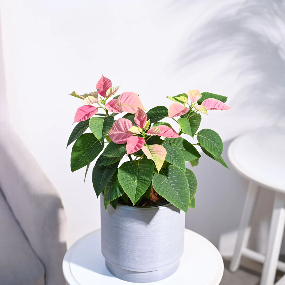 Poinsettia Pink Plant with Oslo Planter - Image 4