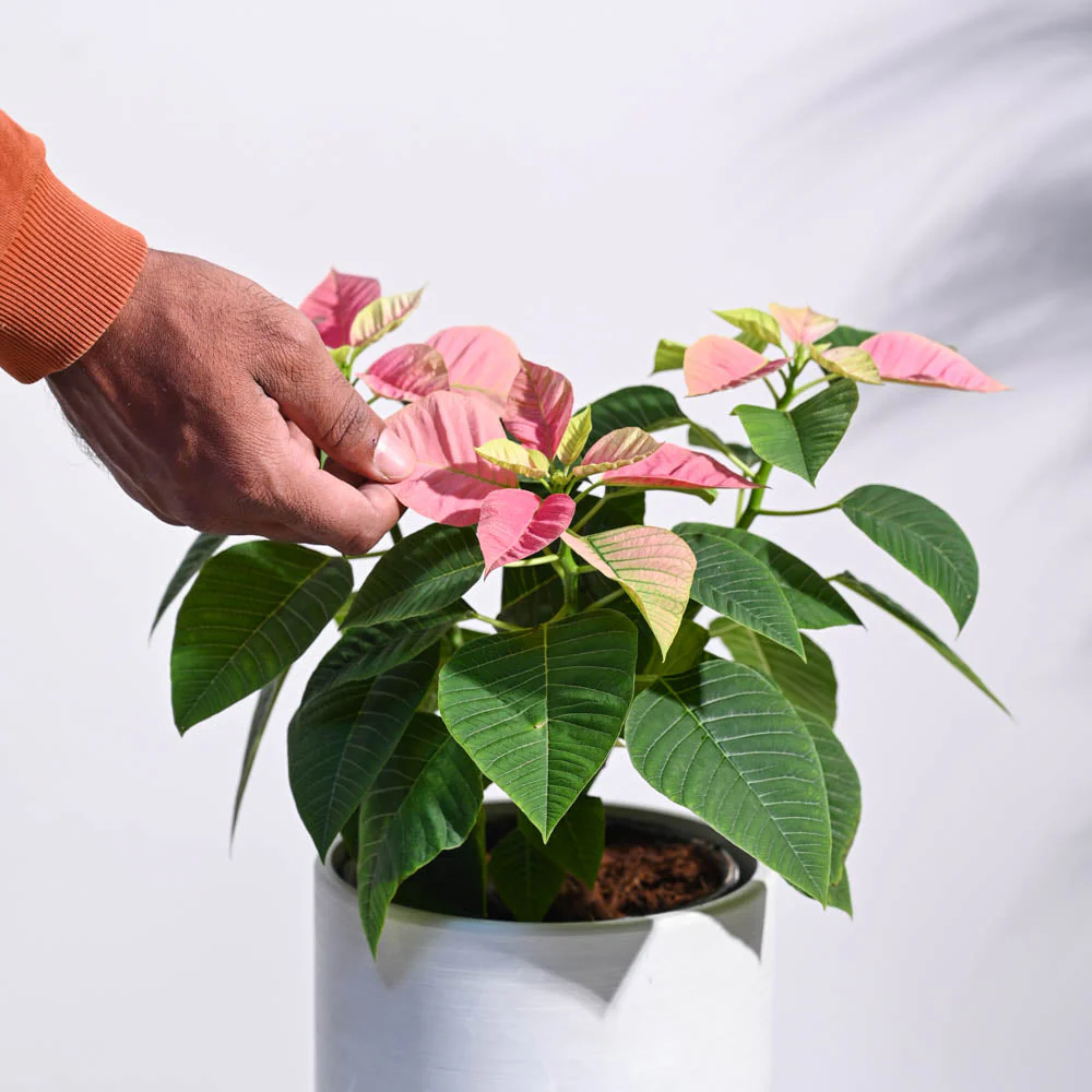 Poinsettia Pink Plant with Oslo Planter - Image 5