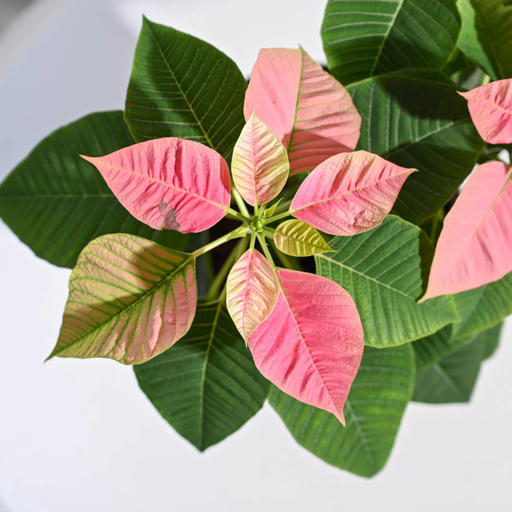 Poinsettia Pink Plant with Oslo Planter - Image 7